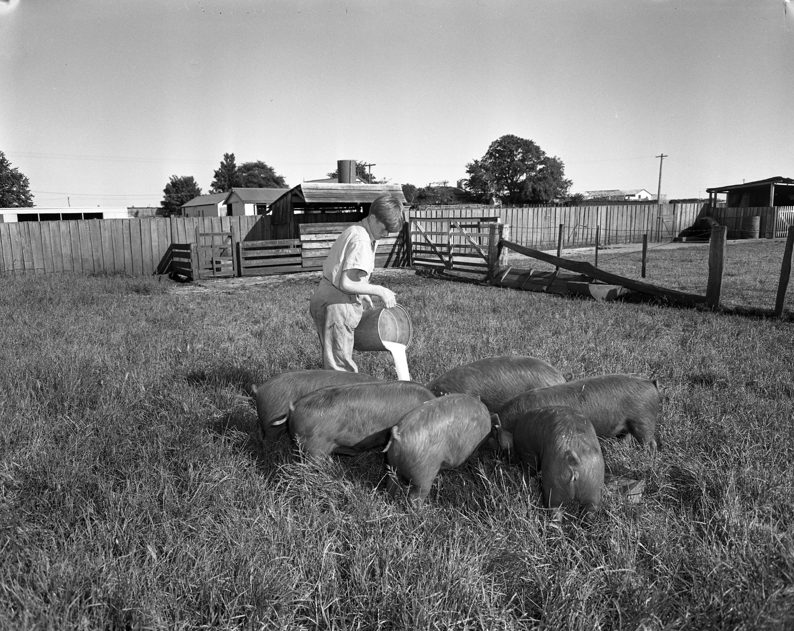 A child feeding a group of 6 pigs in a field.