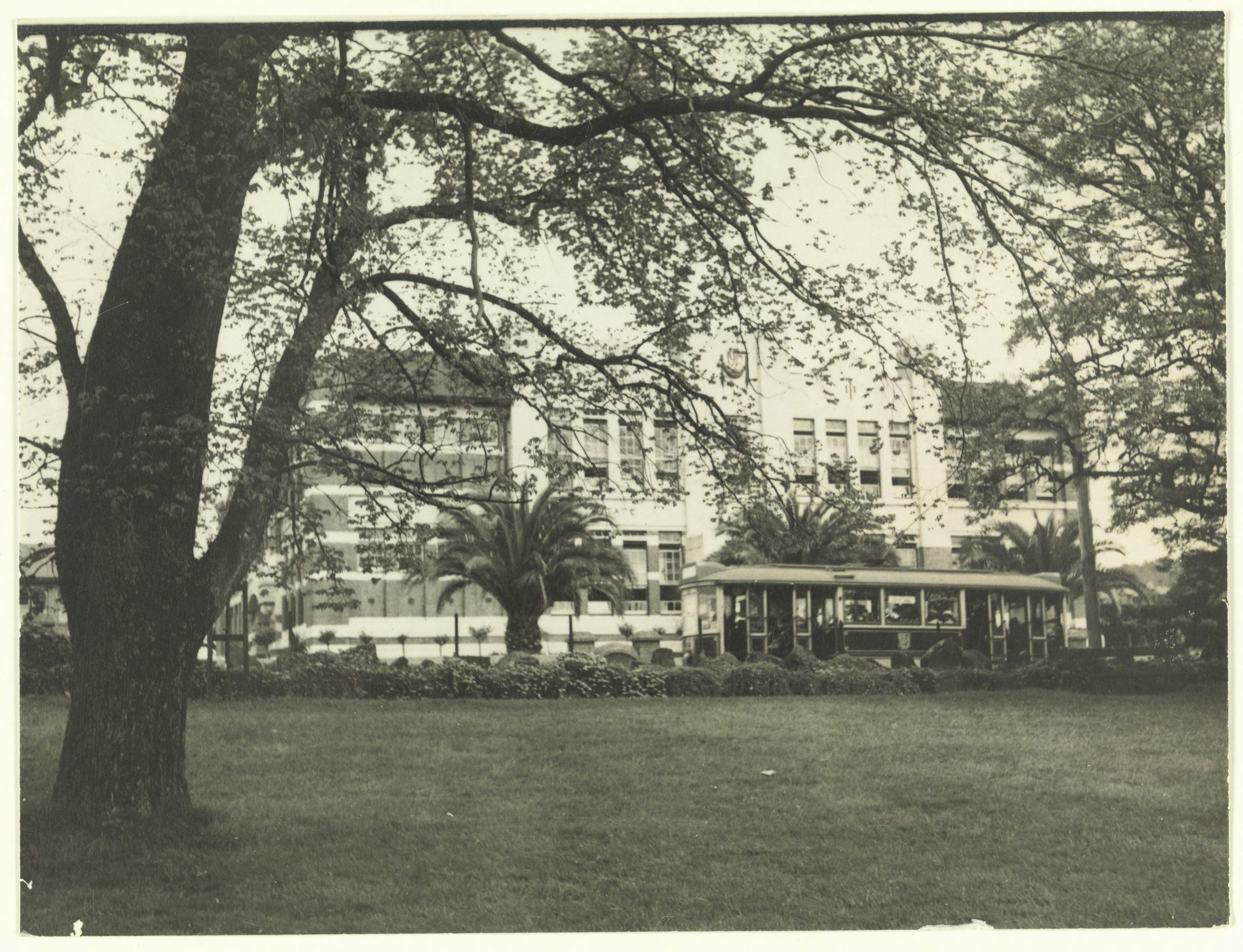 An old photo of a large tree with a two-story school behind it.